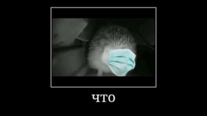 Ёжик чихает и пукает 10 минут без остановки