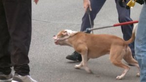 Pit bull attack