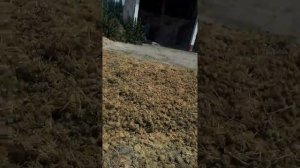 СЕМЕНА ЛУКА СОРТ ШТУТТГАРТЕР РИЗЕН УРОЖАЙ 2022ГОДА НОМЕР ВАЦАПА +79179143577