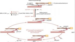 TOPIC : Smooth muscle Part - I