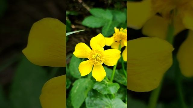 Калужница болотная. Народное название "жарки"