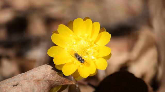 Spring смотреть онлайн