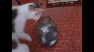 Котенок застрял в банке. Посмотри, что сделала мама-кошка