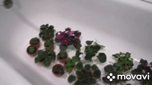 Фиалки смотреть онлайн