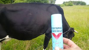 ОБРАБОТКА КОРОВ ОТ СЛЕПНЕЙ И ОВОДОВ