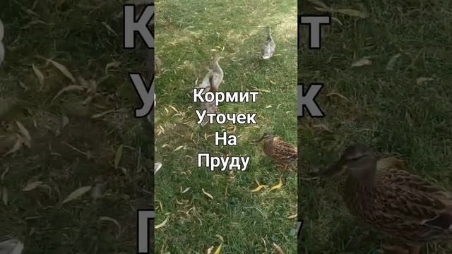 Кормит уточек на пруду