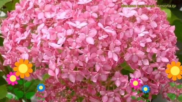 Гортензия древовидная Пинк Анабель. Краткий обзор, описание hydrangea arborescens Pink Annebelle