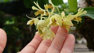 Dendrobium delacourii.デンドロビウム デラコウリー