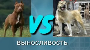 Питбуль VS карачаевский волкодав