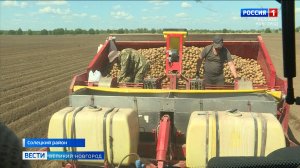 ГТРК СЛАВИЯ Сольцы. Посадка картофеля 11.06.24