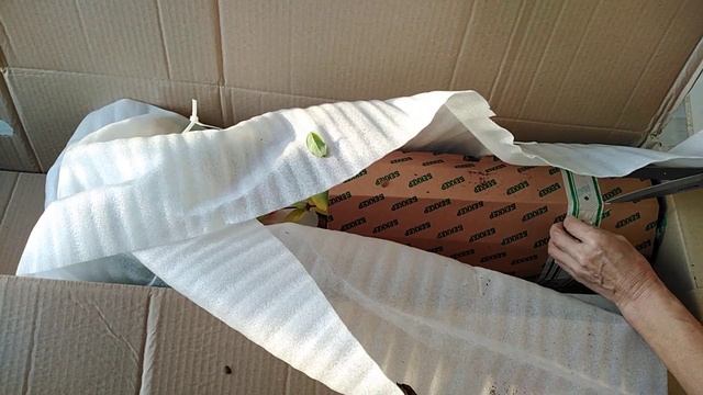 Распаковка саженцев крупной голубики и черники от фирмы Беккер. Спойлер: какие милашки!! смотреть онлайн