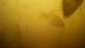 ГОРОХОВАЯ КАША НА КАРАСЯ, РЕАКЦИЯ РЫБЫ НА ГОРОХОВУЮ КАШУ, ПОДВОДНОЕ ВИДЕО С КАРАСЕМ