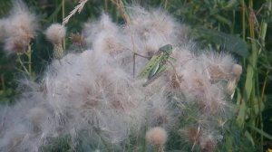 Серый кузнечик стрекочет