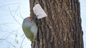 Дятел седой c песней