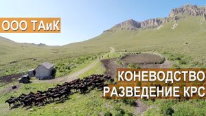 Коневодство, скотоводство и производство молочной продукции в ООО ТАиК. Кабардино-Балкария