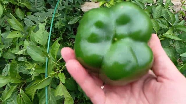 Сажаю чеснок,готовим огород к зиме. смотреть онлайн