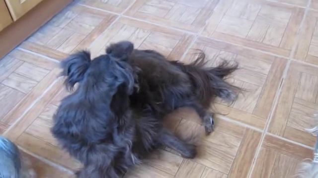 Мокко (стрижка) смотреть онлайн