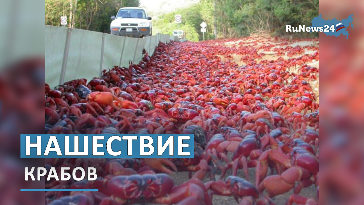 На острове Рождества в Австралии произошло нашествие крабов
