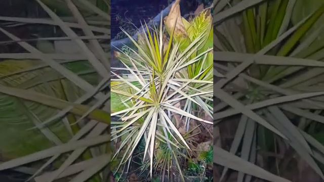 Dracaena marginata/dragon tree native to Madagascar drought-resistant,prefer bright indirect🌞#short