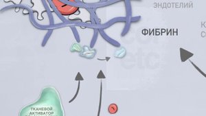 Фибринолитическая система. Фибринолиз.