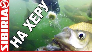 Ловля карася на  китайское тесто - ХЕРАБУНУ  Секретная китайская насадка