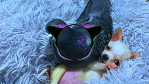 Alon feat. ХЛЕБ - Голубь (Runawaymuzic Remix)