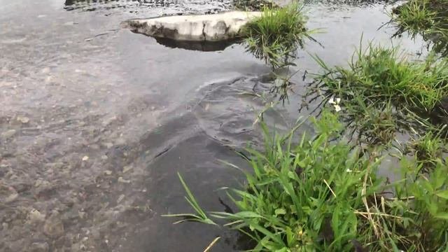 Отпускаем Ручьевую Форель, Челябинская область.