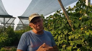Ремонтантный сорт малины Зюгана Жёлтая