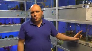 Аквариумная рыбка барбус. Особенности. Уход.