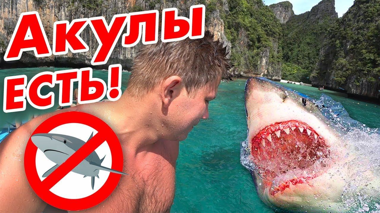 Акулы в Тайланде - здесь опасно?!  Острова Пхи Пхи и Ко Тао - встреча с акулой рядом с Пхукетом