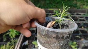 Ногоплодник (мармеладное дерево). Выращивание. Уход.