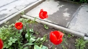 Тюльпаны под окном [Том ♠]
