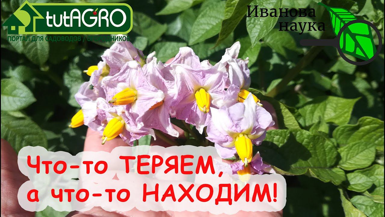 УВЕЛИЧЕНИЕ УРОЖАЯ КАРТОФЕЛЯ В РАЗЫ! Да ладно!!! Удаление цветков и ягод картофеля: плюсы и минусы.