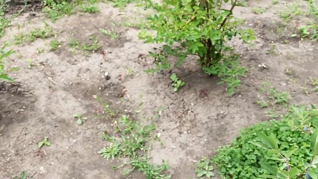 Жимолость съедобная. Сезон 2022 г. смотреть онлайн