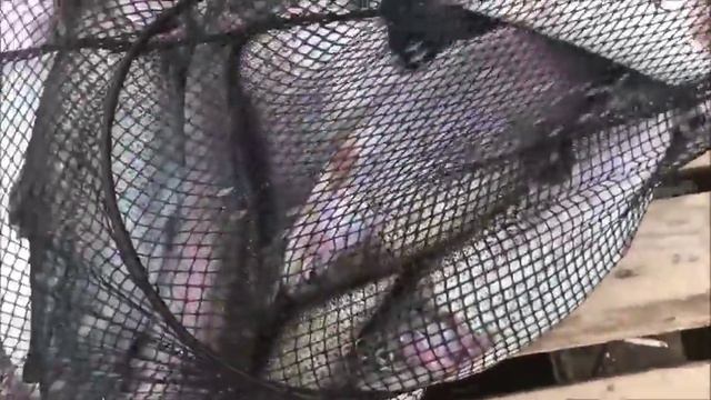 Спортзона. Савельево-1. 19.04.18г смотреть онлайн