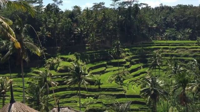 Tegallalang Rice Terrace - рисовая терраса. Красотища!!! Бали, Индонезия