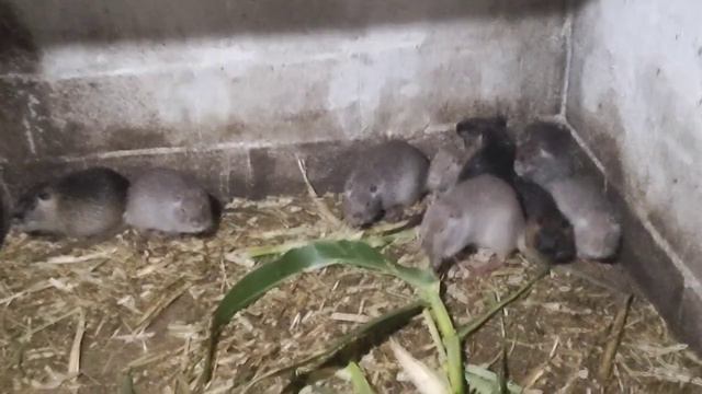 Корм !? конец лета начало осени? когда будем делать котлеты?😁😁😁👍👍👍 смотреть онлайн