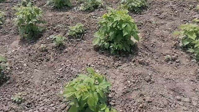 Человек купил#моей малины саженцы остался доволен# смотреть онлайн