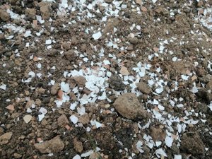 Подготовка грядки для посадки клубники