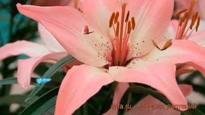 Лилия азиатская (lilium asiatic happy spring) ? азиатская лилия обзор: как сажать, луковицы лилии