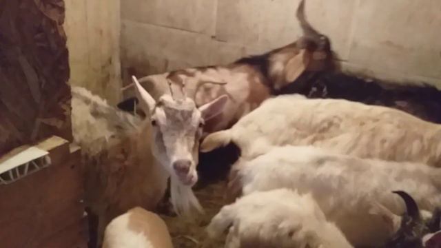 Гусики// Козюлики смотреть онлайн