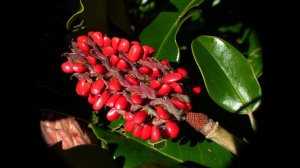 Магнолия грандифлора/ Вечнозеленая/ Высадка ростков из семян. #сад #растения #полезныесоветы