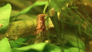Мир креветок и Тернеций в одном аквариуме. World of shrimp in the aquarium