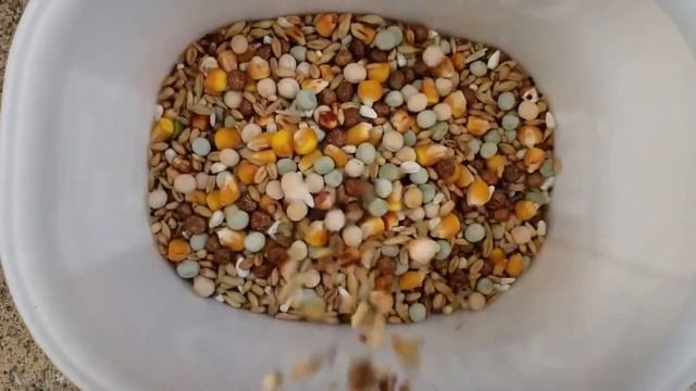 La prévention des maladies des pigeons смотреть онлайн