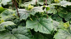 Первая обработка огурцов от вредителей