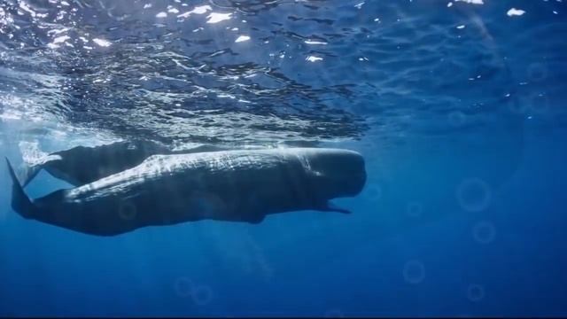 6 САМЫХ СТРАШНЫХ врагов МЕГАЛОДОНА за всю ИСТОРИЮ смотреть онлайн