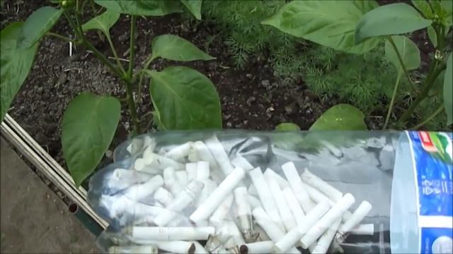 Способ от слизней! Ваше мнение? смотреть онлайн