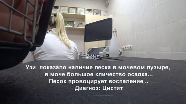 Цистит у морской свинки!!Как так произошло?? смотреть онлайн