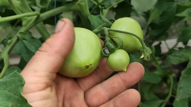 Томат Каста F1 супернова смотреть онлайн