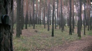 Дальность обнаружения объекта. Фотоловушка Bolyguard BG960-I18W. Тест.